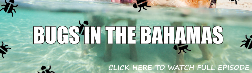 S3: EPISODE 11 - BUGS IN THE BAHAMAS