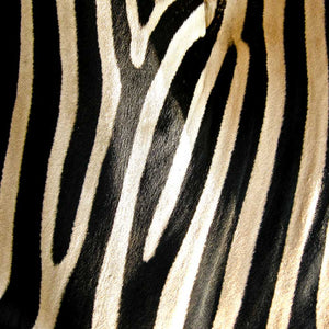 Zebra Print All-Over Print Neck Gaiter